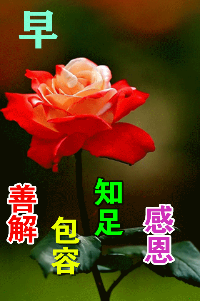 21夏季最新漂亮早上好动画图片鲜花带字带祝福语最美夏日早安问候祝福鲜花图片带字温馨 腾讯新闻