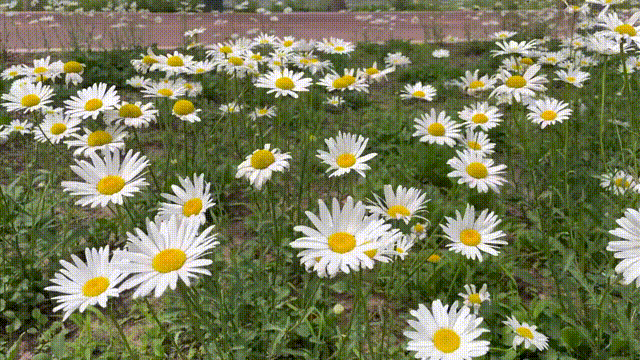免费!北京超大规模网红花海开放,颜值爆表!交通便利,还能带宠物