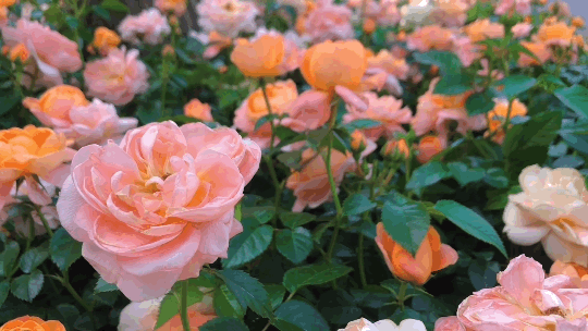 540_304gif 动态图 动图