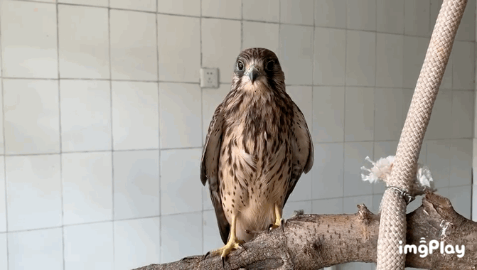 预告|2021年第一只红隼宝宝要回归自然了!