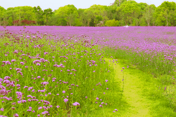清水县这片紫色花海如期而至快来打卡吧