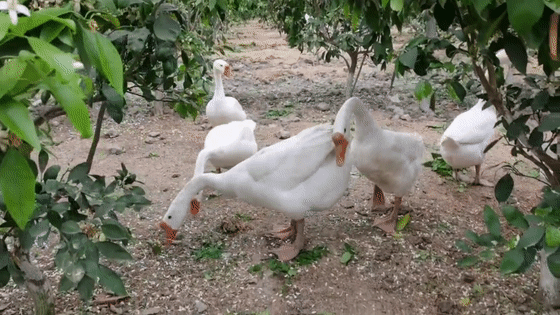 560_315gif 动态图 动图