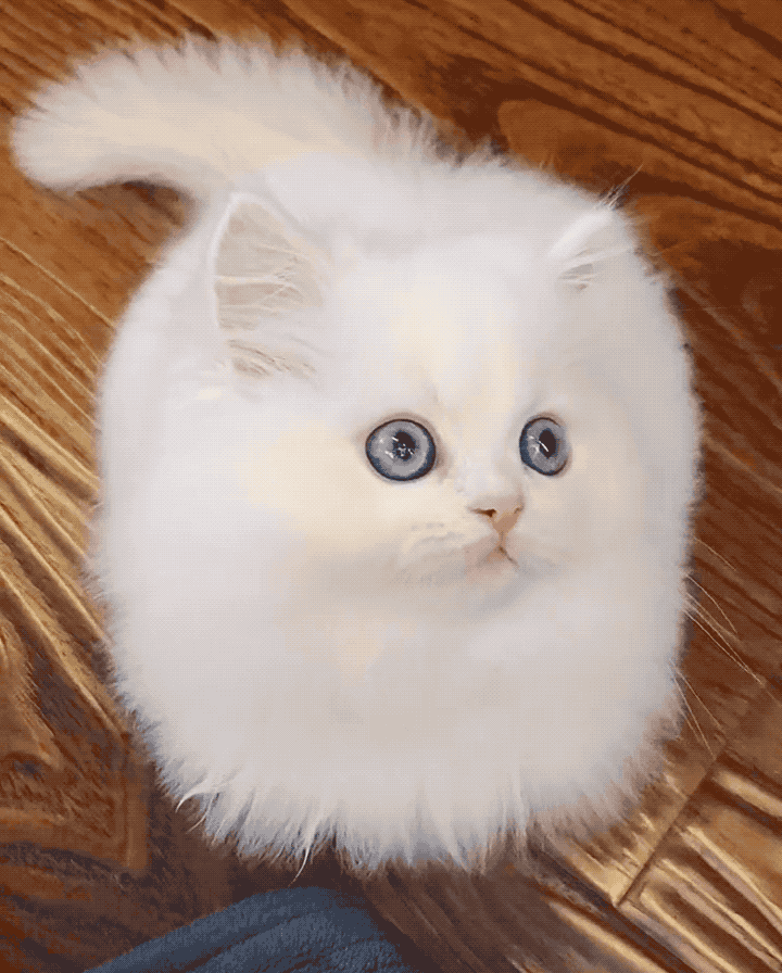 720_896竖版 竖屏gif 动态图 动图