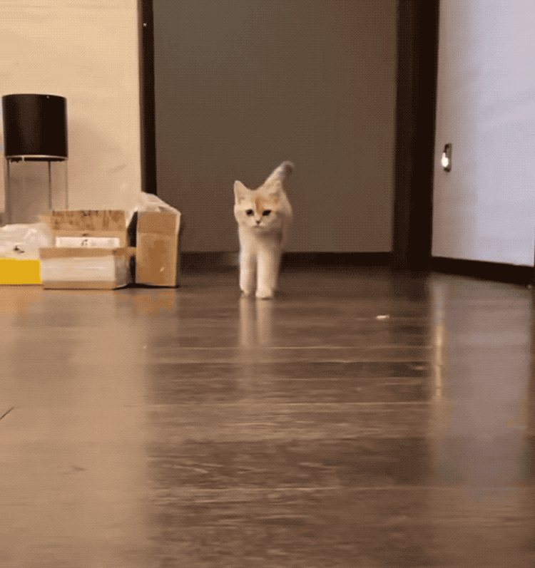 好家伙,居然是个顺拐专业户!但一动起来,立刻原形毕露!