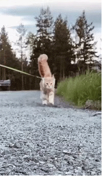 199_343gif 动态图 动图