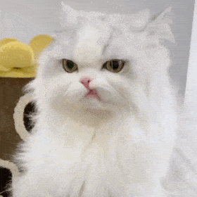 超级可爱的网红猫咪动态表情包