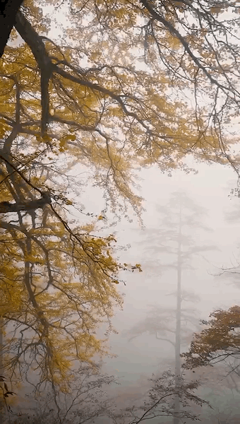 科普天目|人间精灵生长在这处绝美天堂!