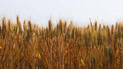 像在诉说农民伯伯的丰收喜悦翻腾着金色的波浪一阵微风吹过,麦子摇头