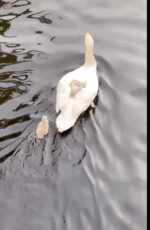 天鹅妈妈突然离世,单亲爸爸又当爹又当妈拉扯几个娃,画面超暖!