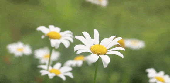 龙泉驿有片菊花海还能摘回家