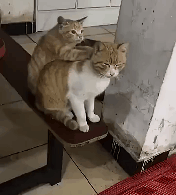 360_399gif 动态图 动图
