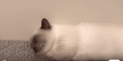 原来这个世界上,真的存在猫猫虫这种生物
