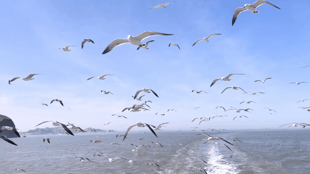 640_360gif 动态图 动图