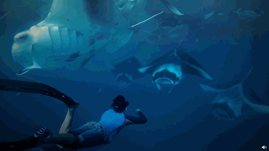 在这部《追踪海洋巨兽》中,他将带领