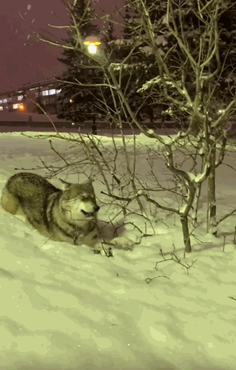 妹子晒出养狼日常,全网笑喷:真的不是二哈吗?哈哈哈哈哈