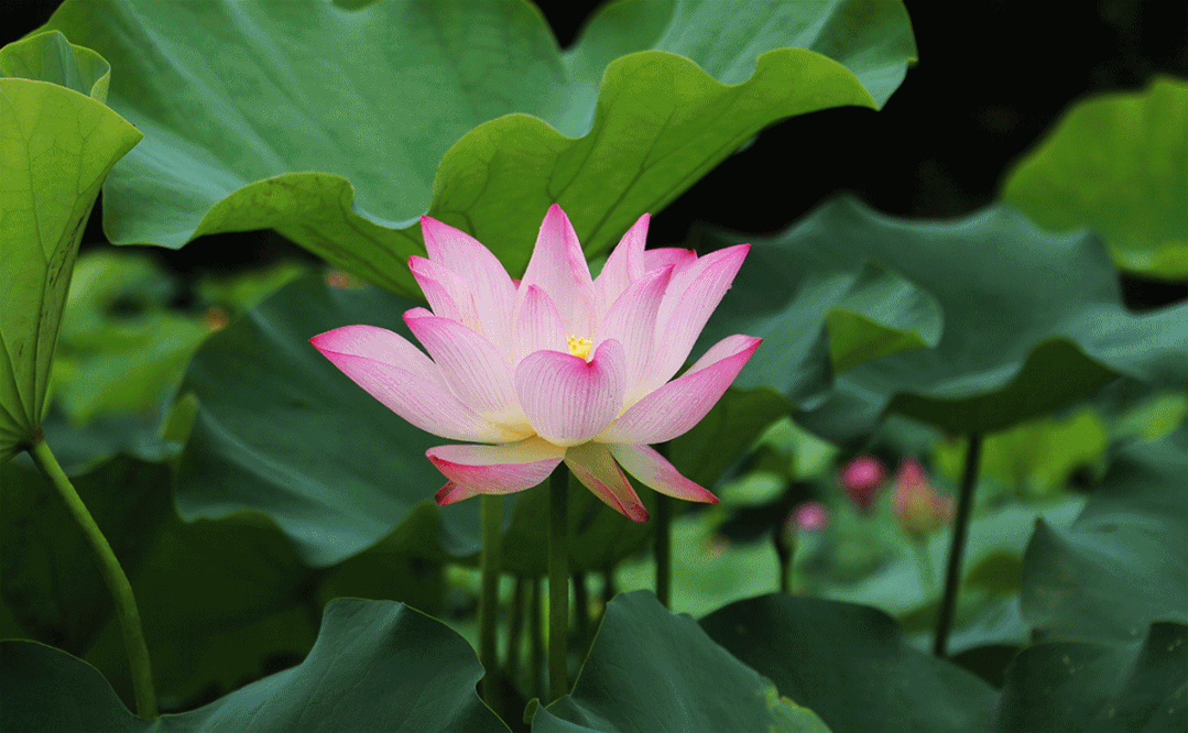 1079_666gif 动态图 动图