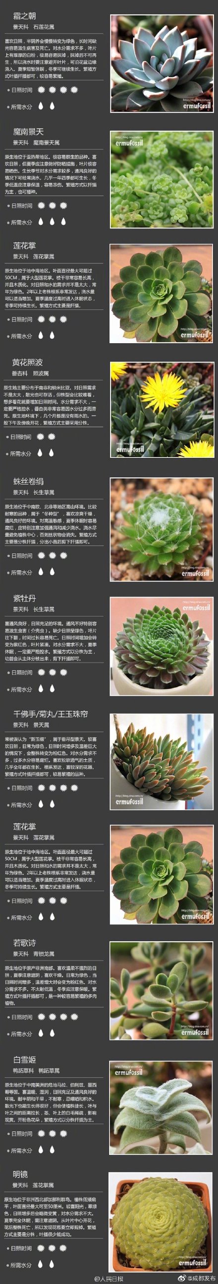 100种多肉植物对照图,再也不愁叫什么名字了_腾讯新闻