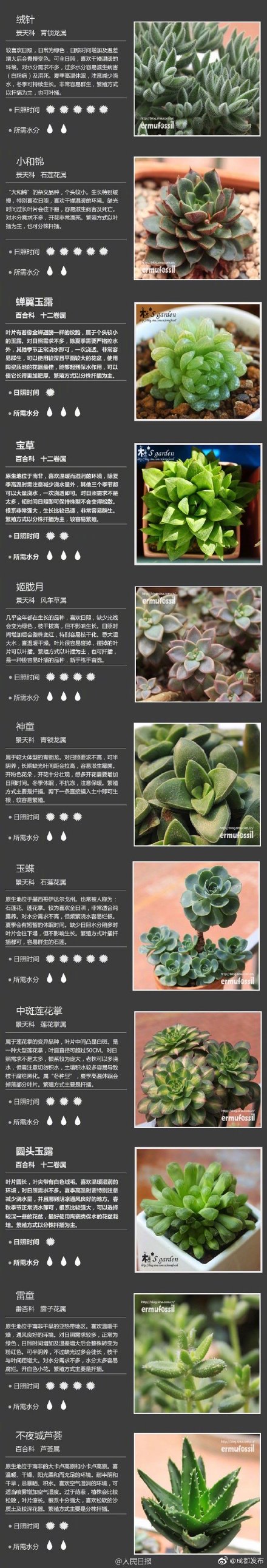 100种多肉植物对照图,再也不愁叫什么名字了_腾讯新闻