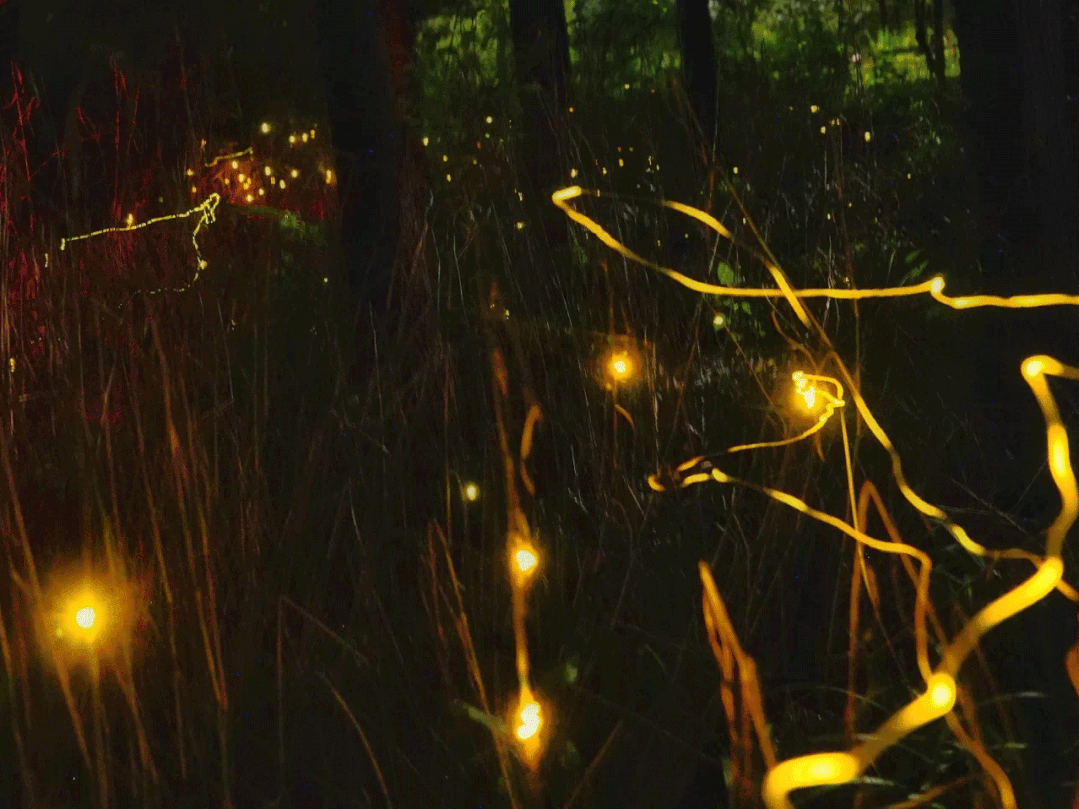 在这样微风吹拂的夏夜,踏入 云起琚的 萤光水森林生态园,就仿佛置身于