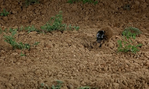 推粪球之前屎壳郎为什么要跳舞