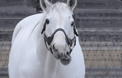 400_255gif 动态图 动图