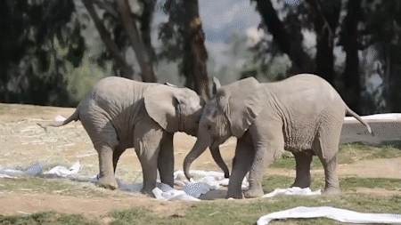 450_253gif 动态图 动图