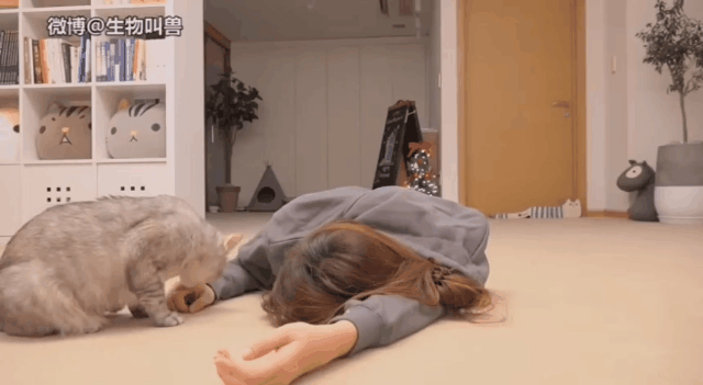 铲屎官装死试探猫的反应是否真爱自己最后却