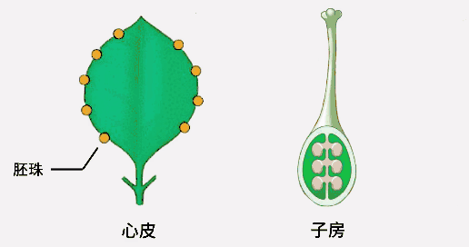 西瓜种子结构图片