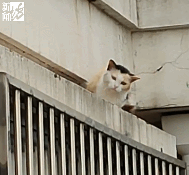 流浪猫住到楼顶天台 常常天不亮就叫 还有爱心人士投喂猫粮 腾讯网