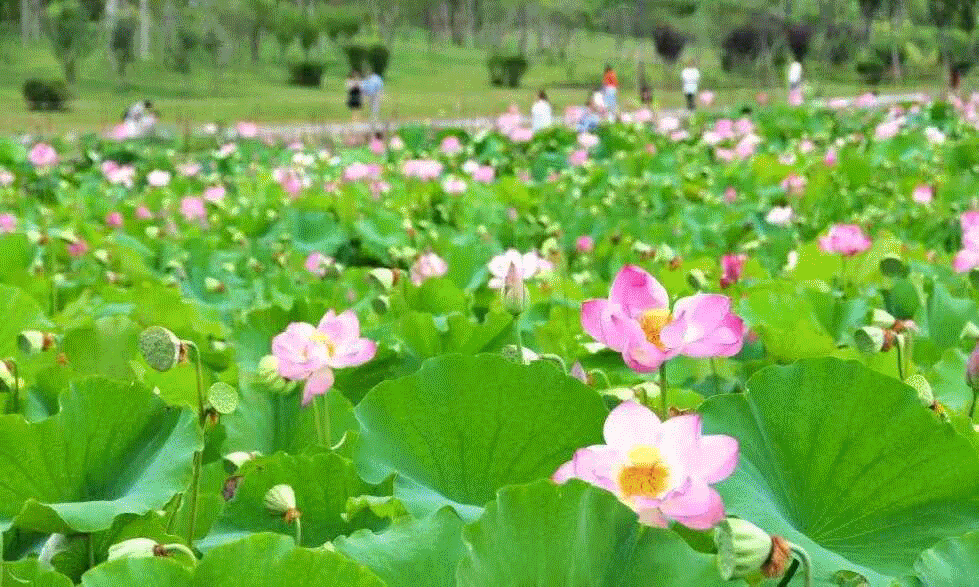 仰拍,远景,近景碧叶接天,花开成海眉县千亩荷塘跟着小编一起欣赏吧