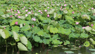 赏荷一边看着鱼儿嬉戏 仿佛置身于画中 整个人都放松了 葱绿的荷叶
