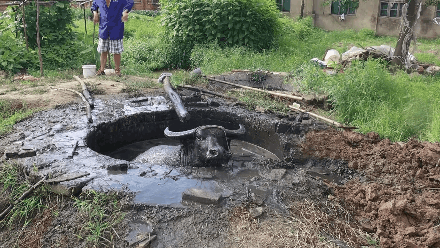 水牛跳进泥坑避暑,消防员强行将其拉出!