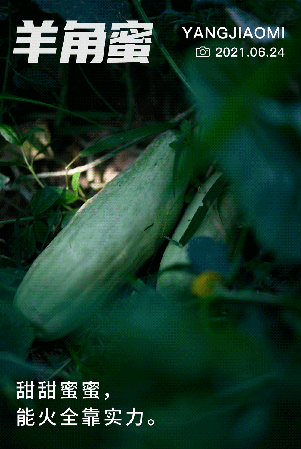夏日炎炎,戴埠超甜