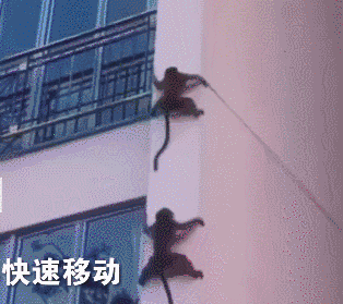 小编看得头皮发麻,还以为是巨型蜘蛛呢!不愧是你,猴哥!你真了不得!