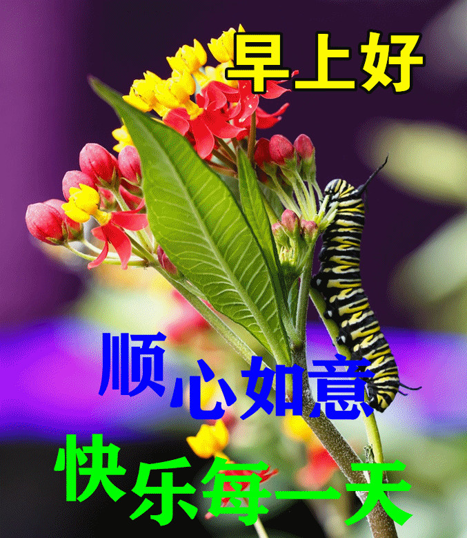 7月5日最漂亮早上好动态表情图片大全 早晨好动图美图大全 腾讯新闻