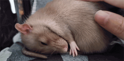 为什么会有人拿 这种动物 做宠物 腾讯新闻