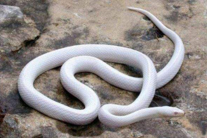 白蛇2青蛇劫起科幻下载bdhdmp4mkv17g206g高清版国语中英双字