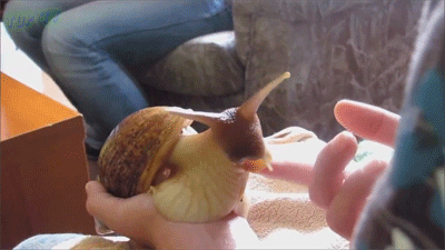 所有人,雨后出现的大蜗牛千万别碰别食用!严重可致死!