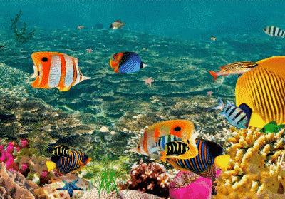 热带鱼壁纸动态图片
