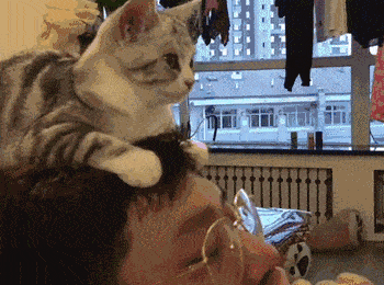 猫狗都是色盲？当猫狗看电视时到底在看些啥？_腾讯网