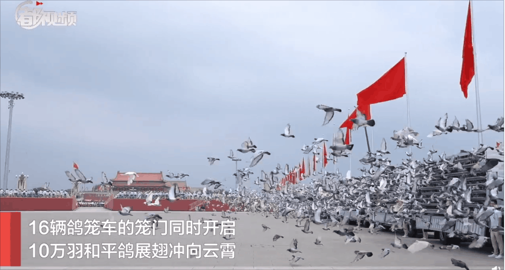 10万羽和平鸽从天安门广场放飞从哪儿来飞哪儿去