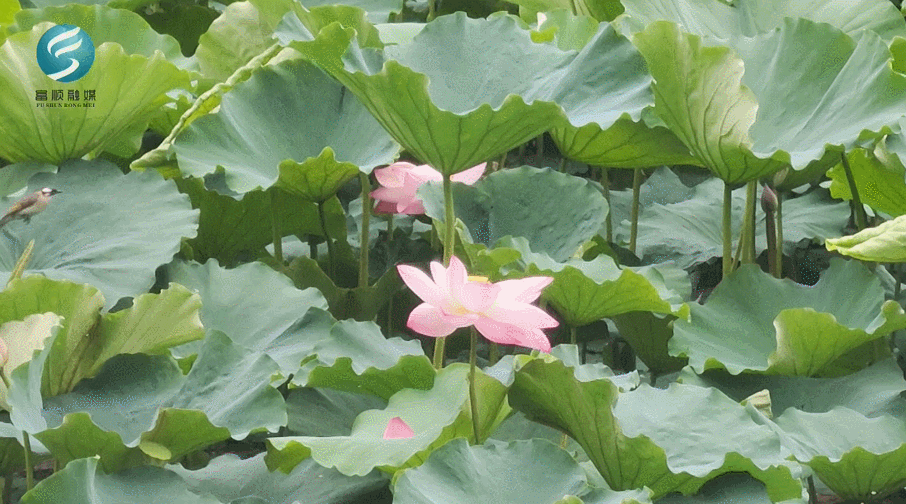 906_504gif 动态图 动图