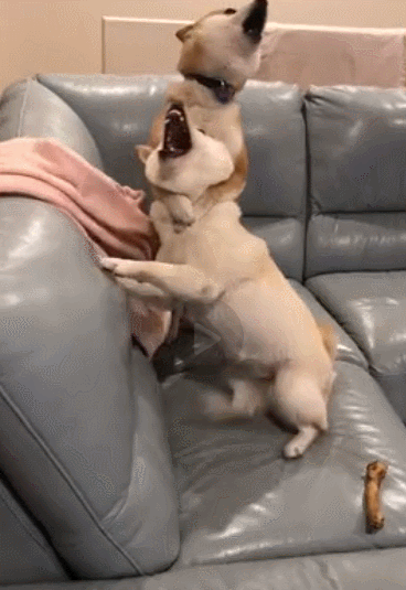 "怕老婆"是所有物种的通病……哈哈哈哈!_腾讯新闻