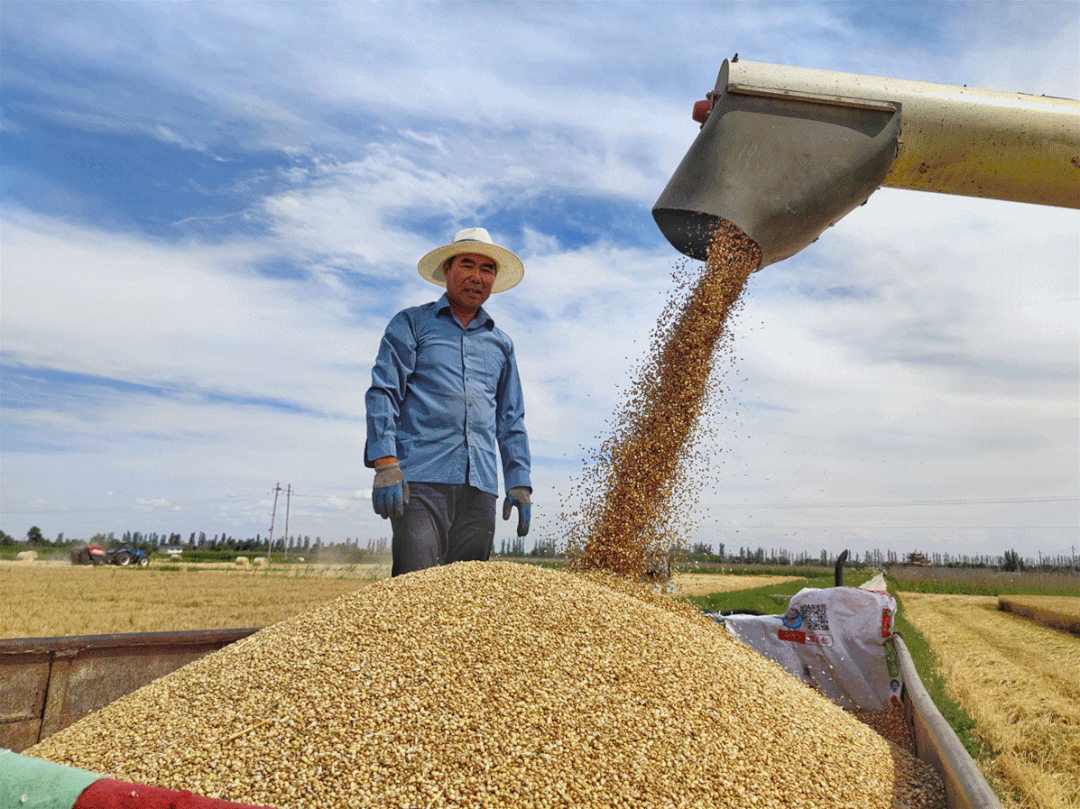 "今年合作社种植的300亩小麦收成不错,全部是机械化收割,省时省力,3天