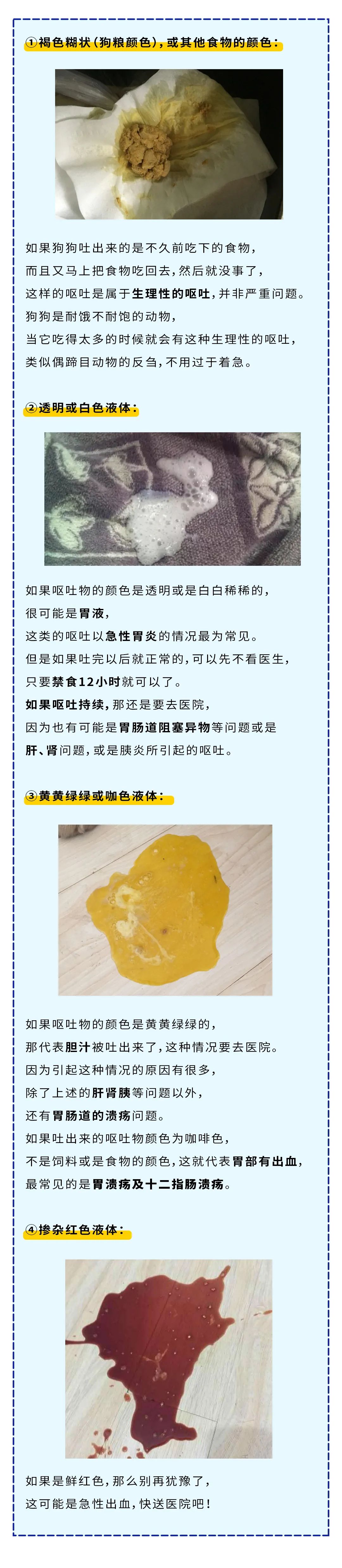 狗狗呕吐怎么办 看这一篇就够了 腾讯新闻