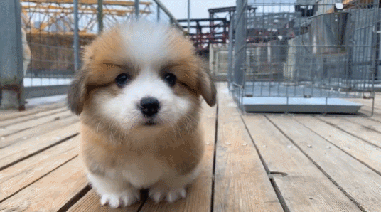 536_298gif 动态图 动图