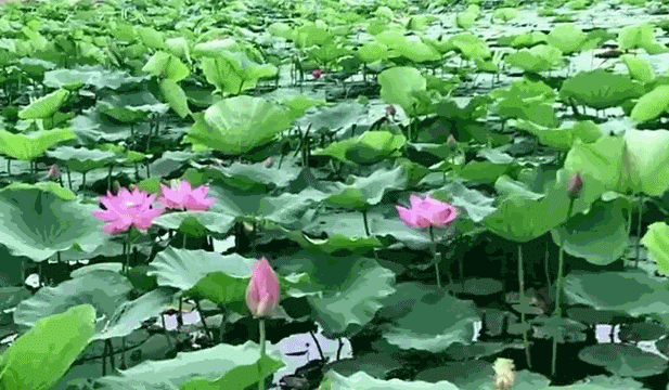 荷花,荷叶随风摇曳,一阵微风拂过,亭亭玉立,玲珑剔透.