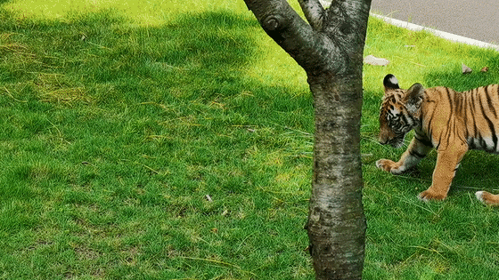 560_315gif 动态图 动图