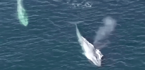 了很多人的一个故事:海洋生物学家 nan hauser 研究了 28 年鲸鱼保护