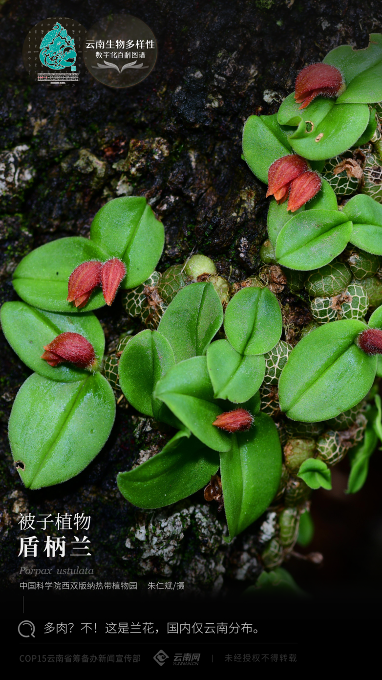 被子植物·盾柄兰
